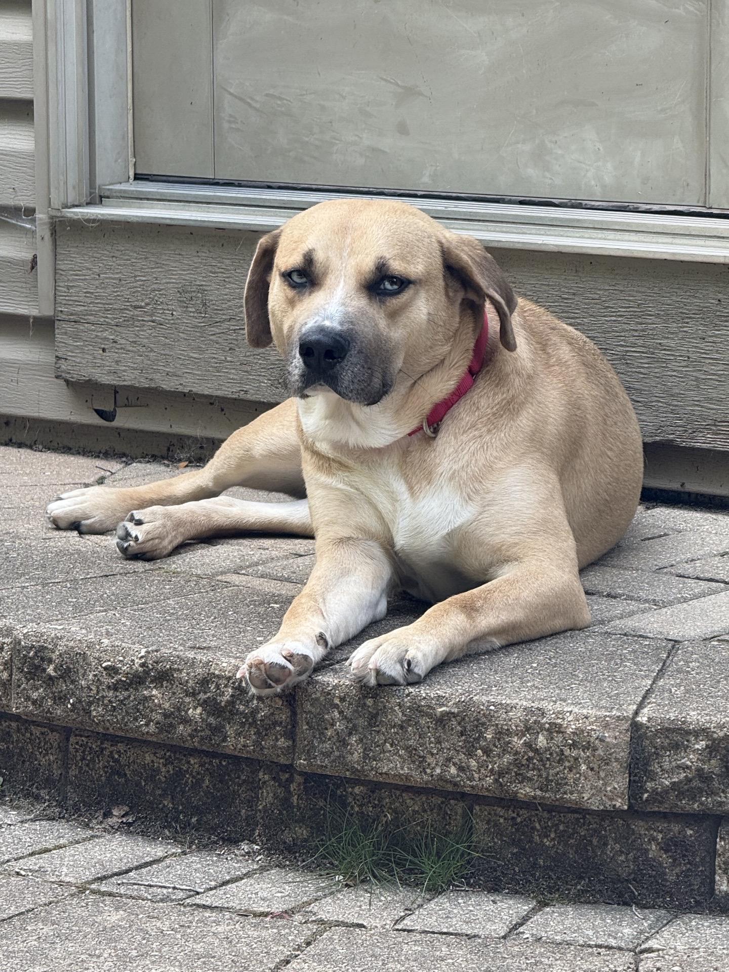 Glacier, ADOPTABLE, Adult Male Labrador Retriever & Husky.
