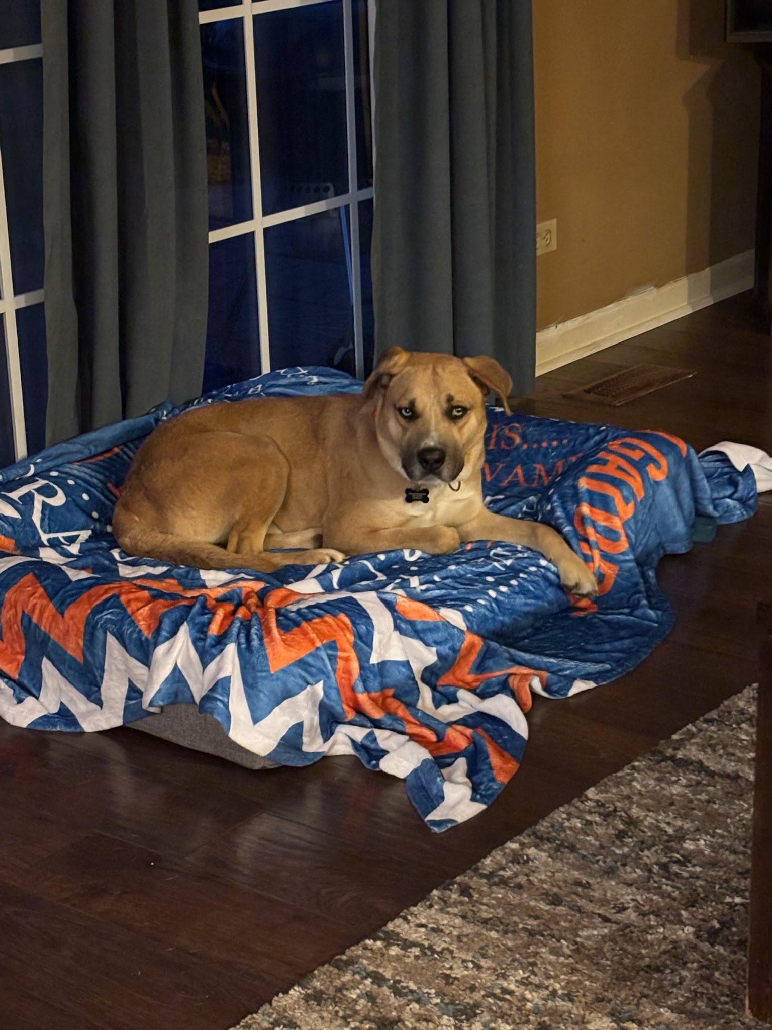 Enlarge Glacier, a ADOPTABLE mixed breed in Oswego, IL image 2/5