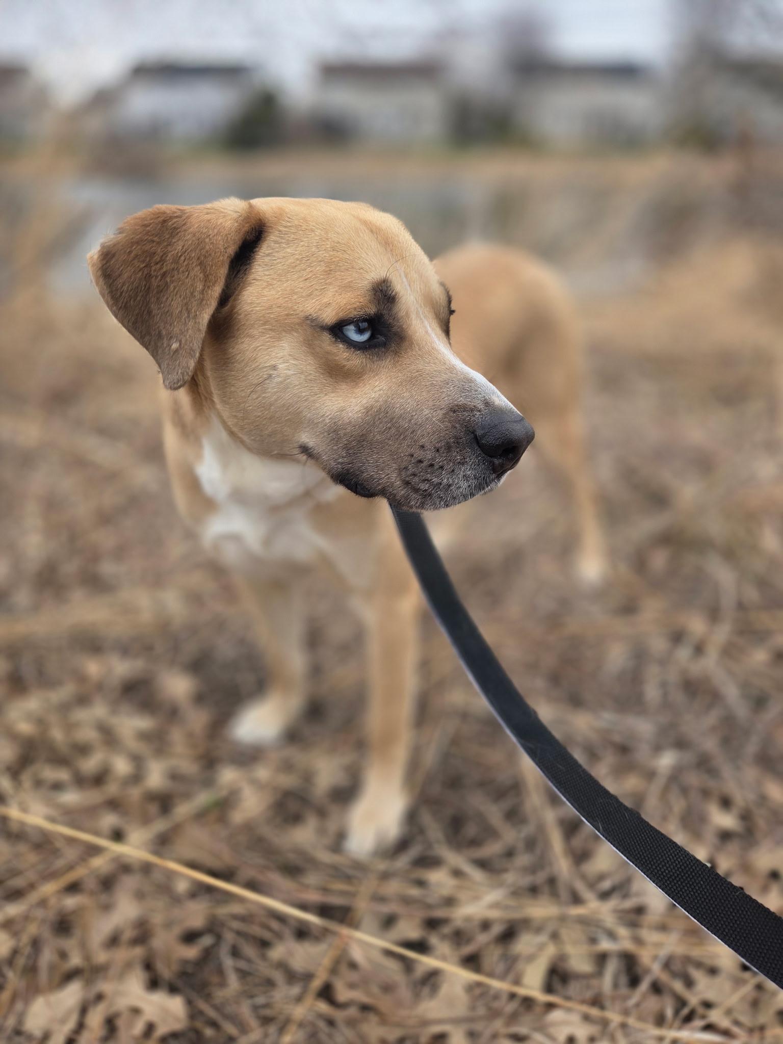 Enlarge Glacier, a ADOPTABLE mixed breed in Oswego, IL image 4/5