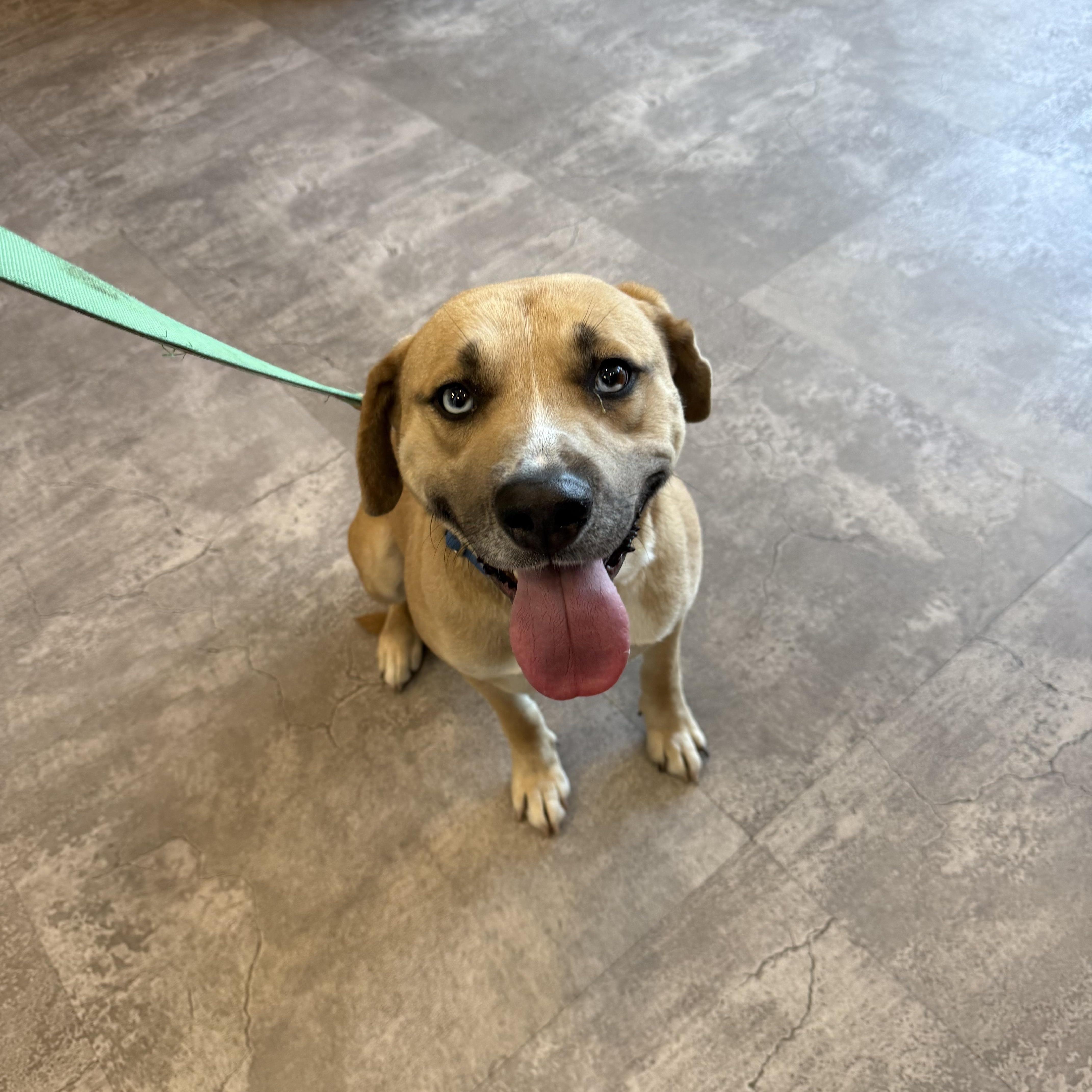 Enlarge Glacier, a ADOPTABLE mixed breed in Oswego, IL image 5/5
