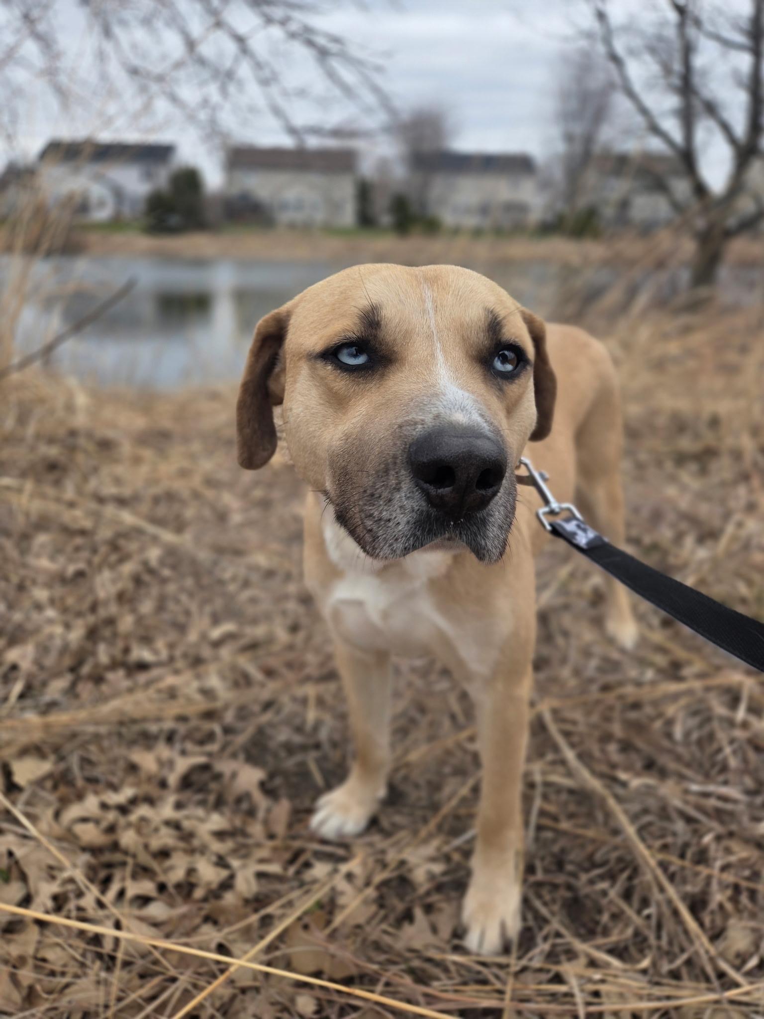 Enlarge Glacier, a ADOPTABLE mixed breed in Oswego, IL image 1/5
