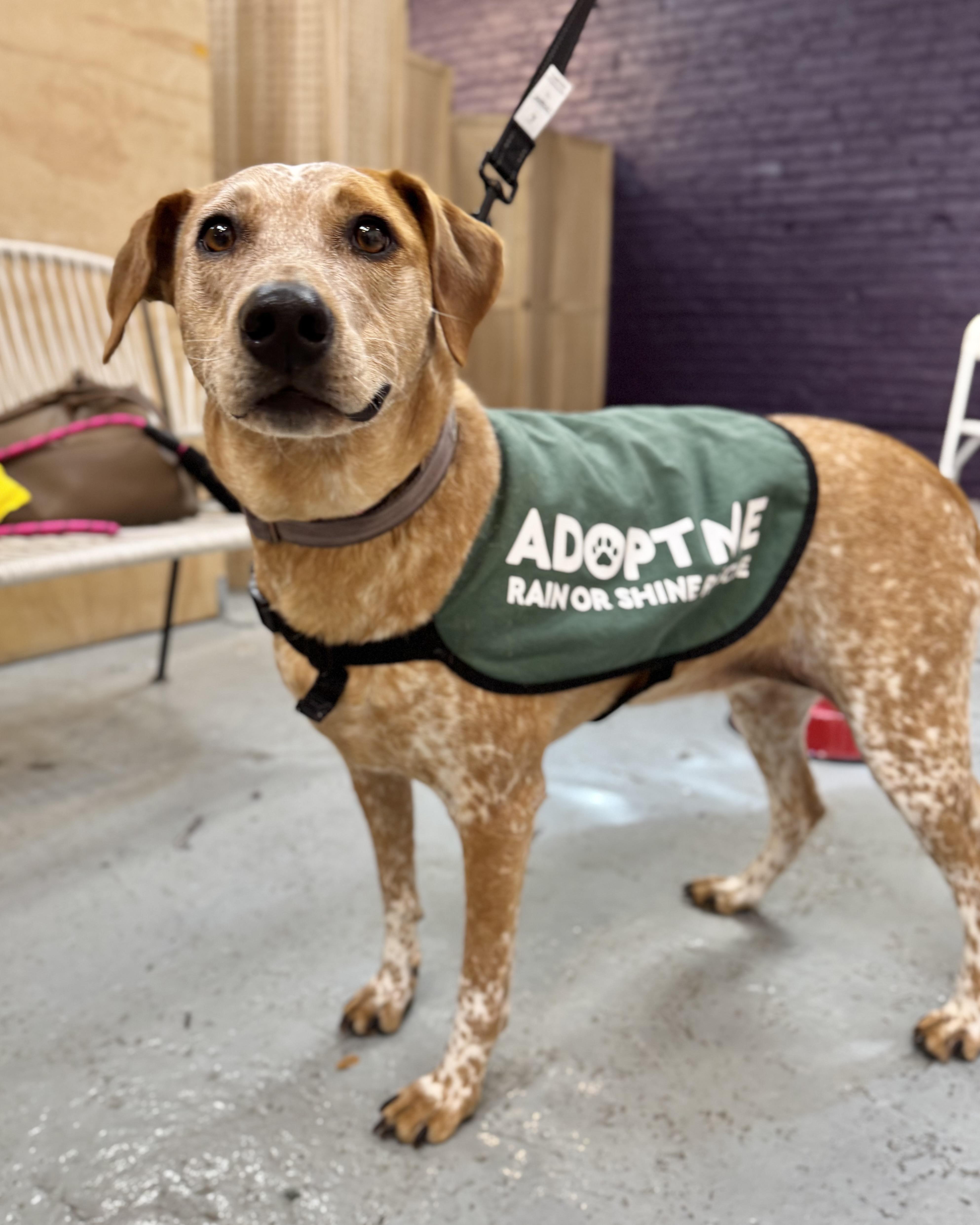 Palawan, a Adoptable mixed breed in Chatham, NJ image 1/6