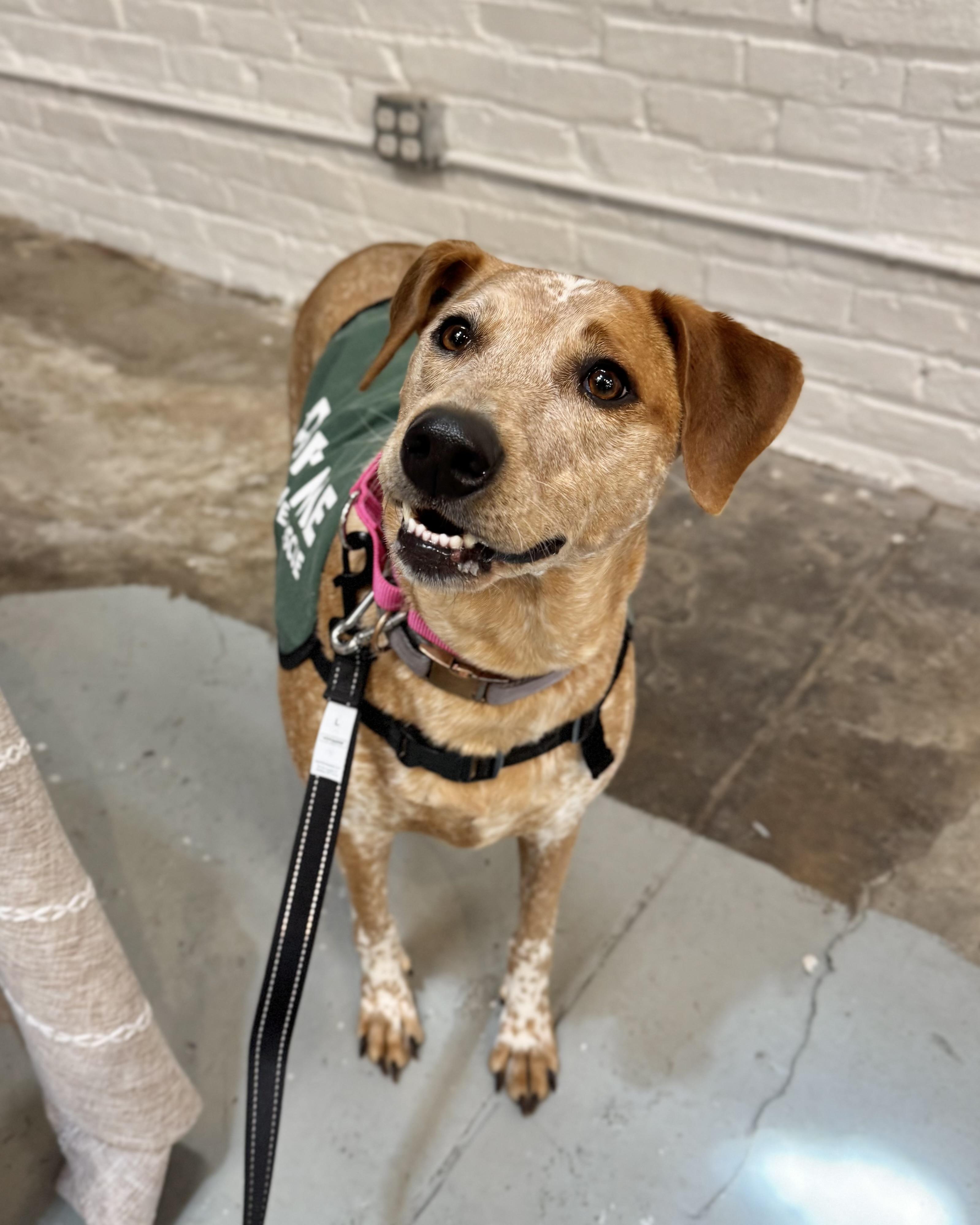 Palawan, a Adoptable mixed breed in Chatham, NJ image 2/6