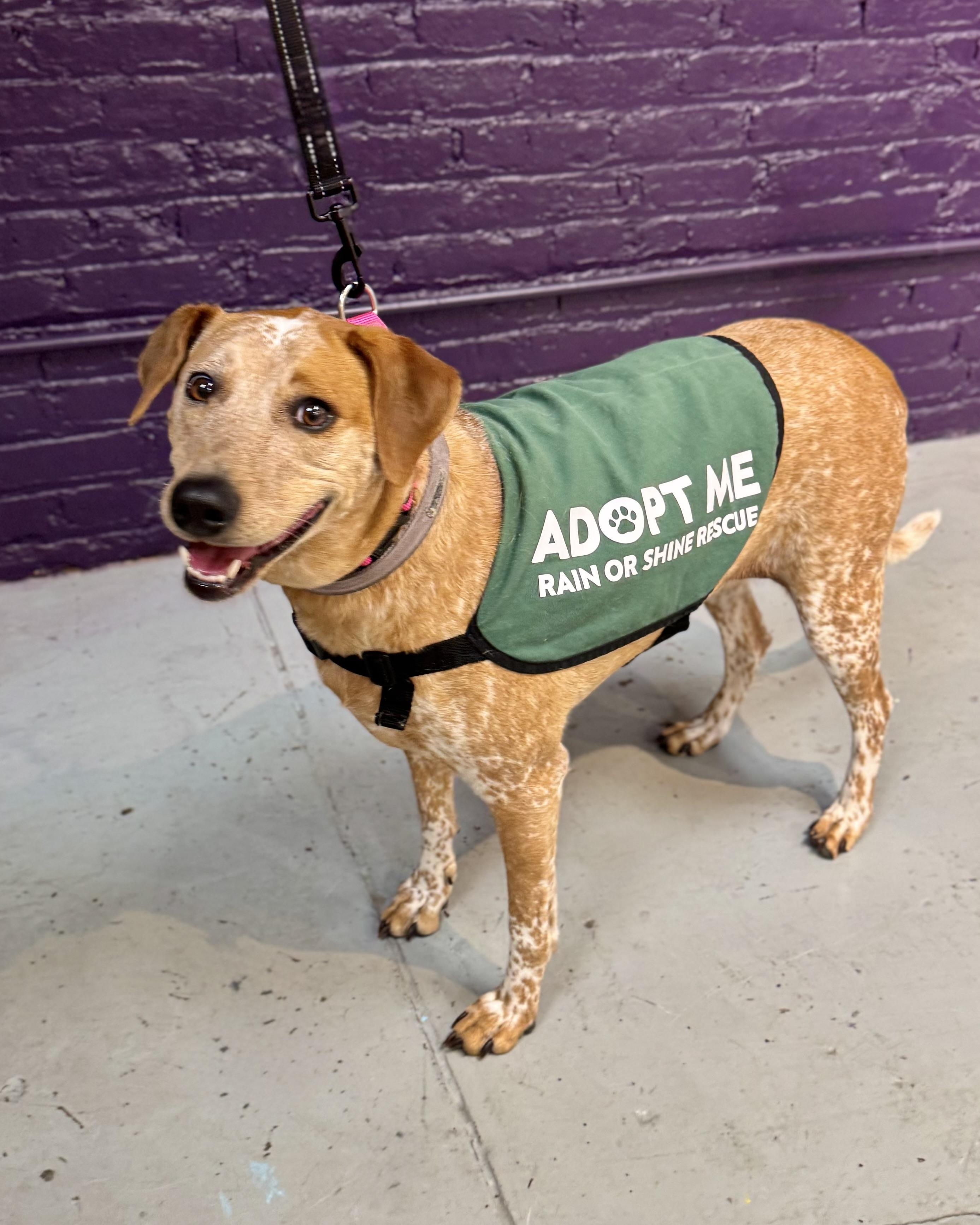 Palawan, a Adoptable mixed breed in Chatham, NJ image 3/6