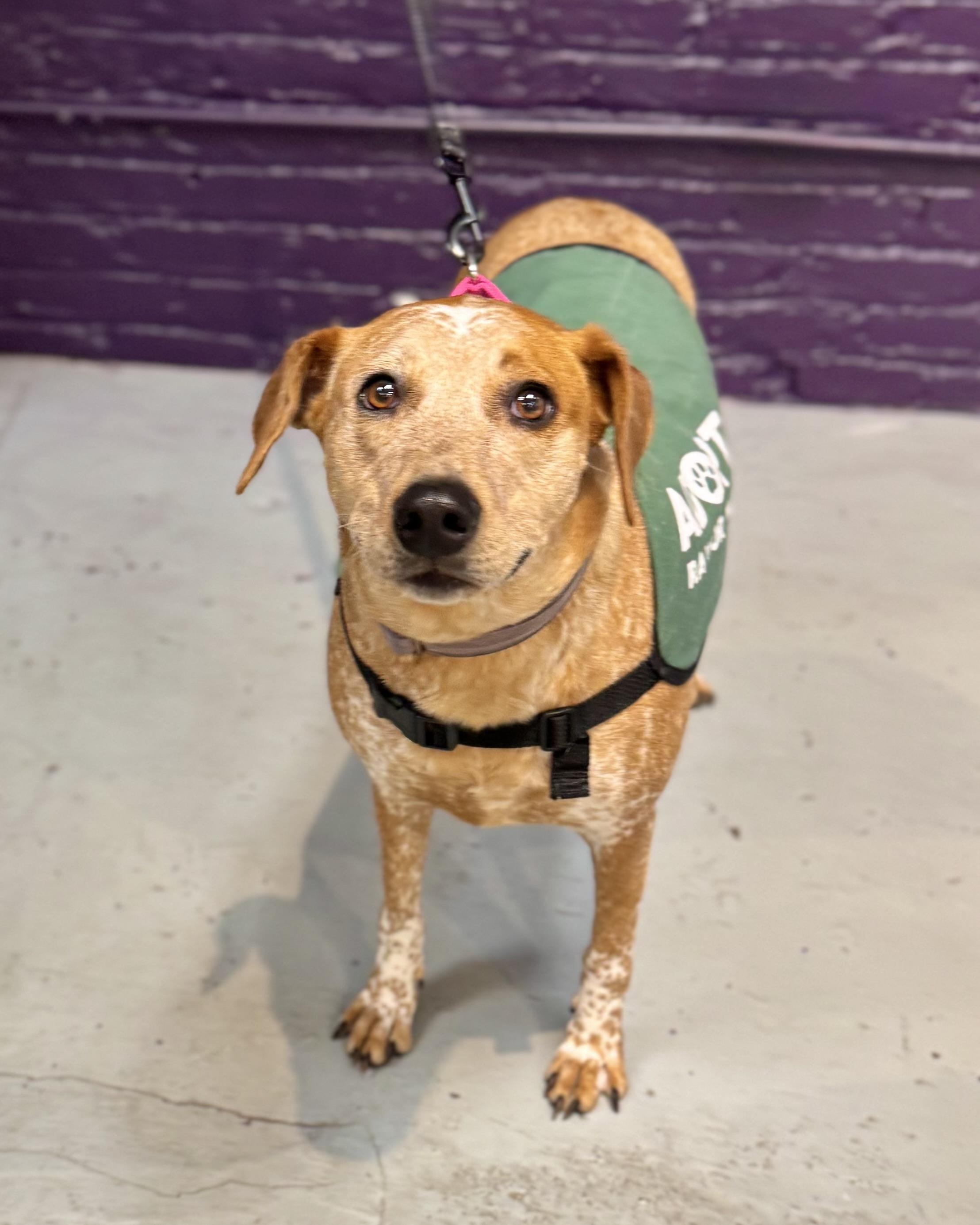 Palawan, a Adoptable mixed breed in Chatham, NJ image 4/6
