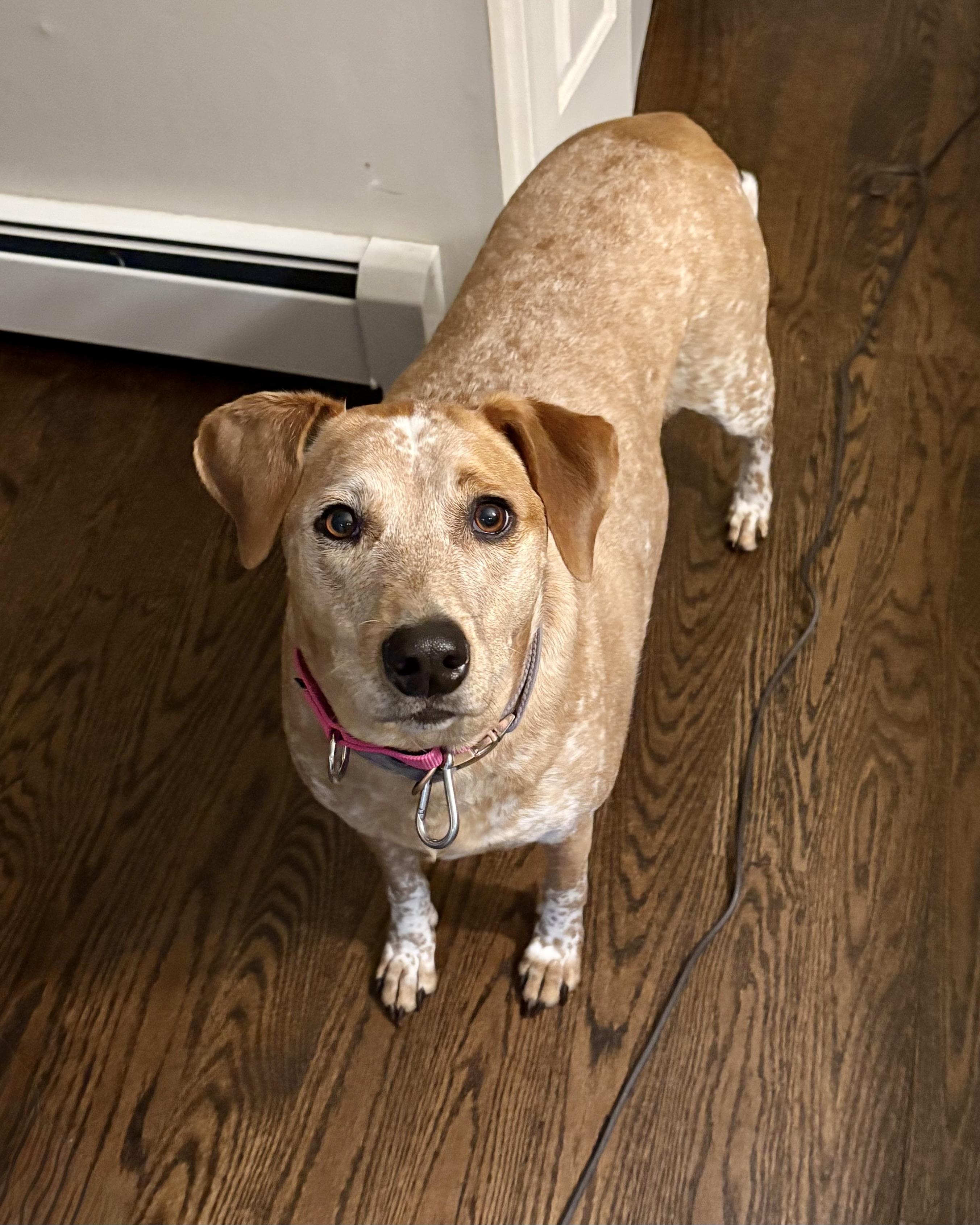 Palawan, a Adoptable mixed breed in Chatham, NJ image 5/6