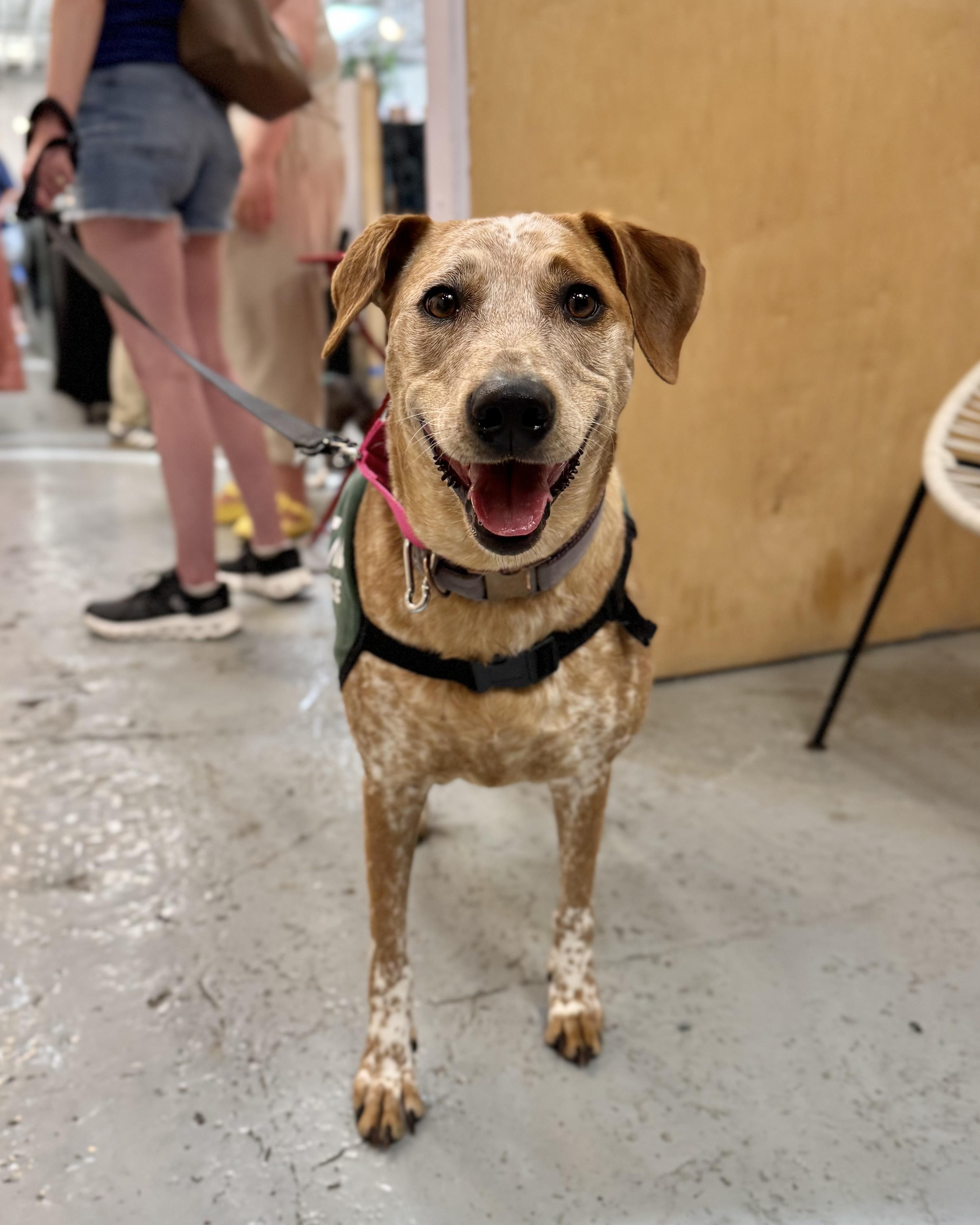 Palawan, a Adoptable mixed breed in Chatham, NJ image 6/6