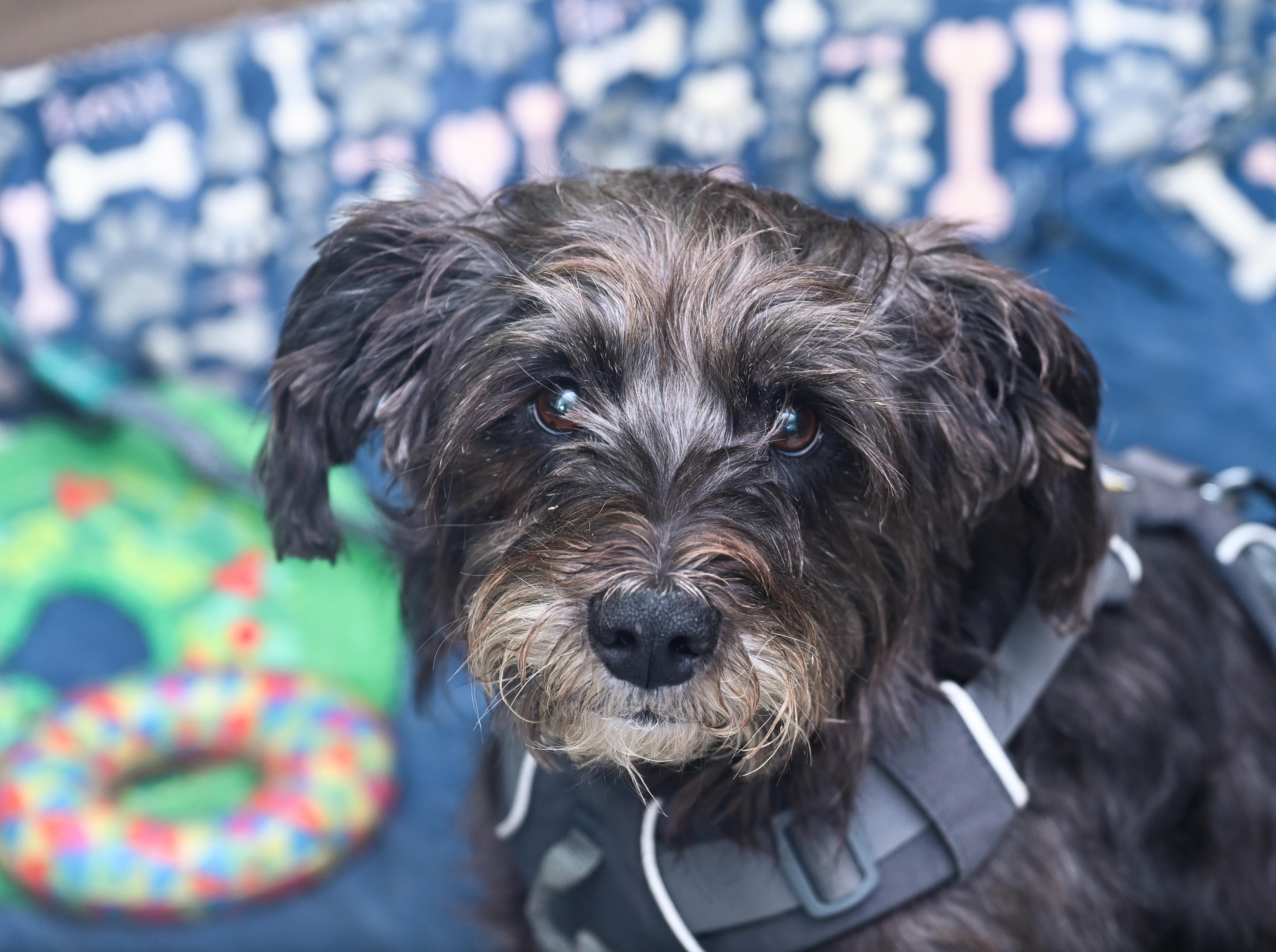 Enlarge Marley Poppins, an adoption pending mixed breed in Chattanooga, TN image 2/4