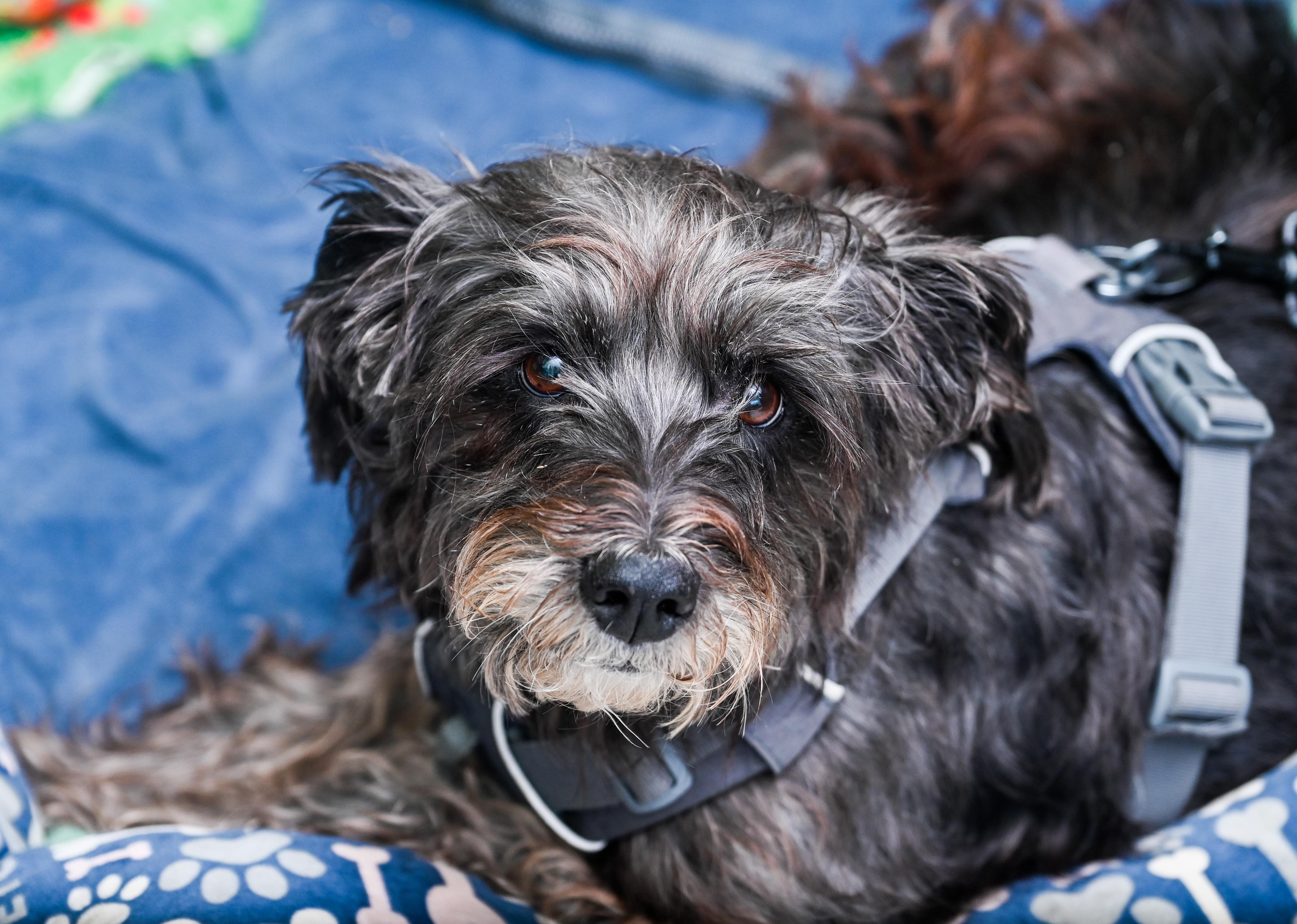 Enlarge Marley Poppins, an adoption pending mixed breed in Chattanooga, TN image 4/4