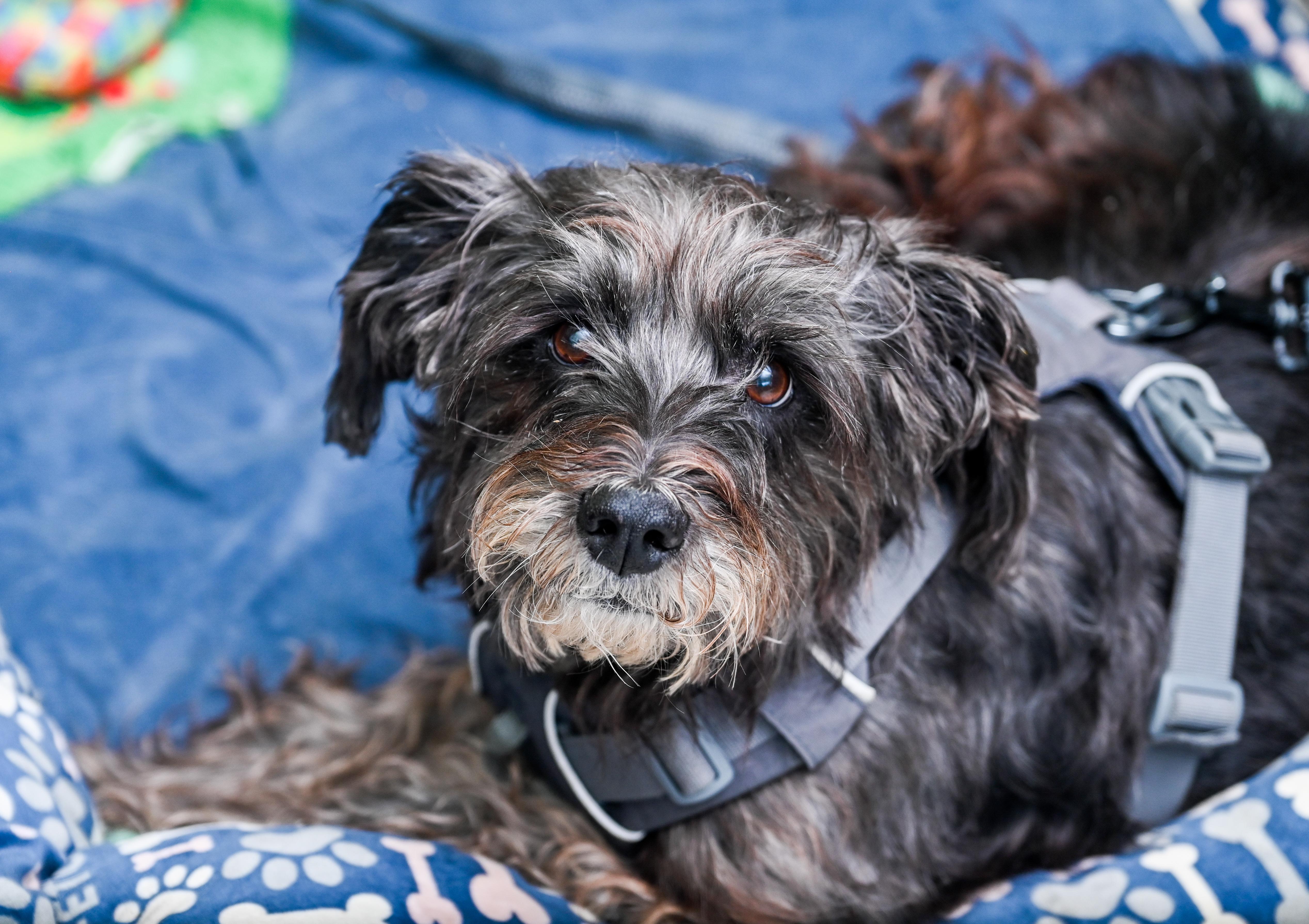 Enlarge Marley Poppins, an adoption pending mixed breed in Chattanooga, TN image 1/4