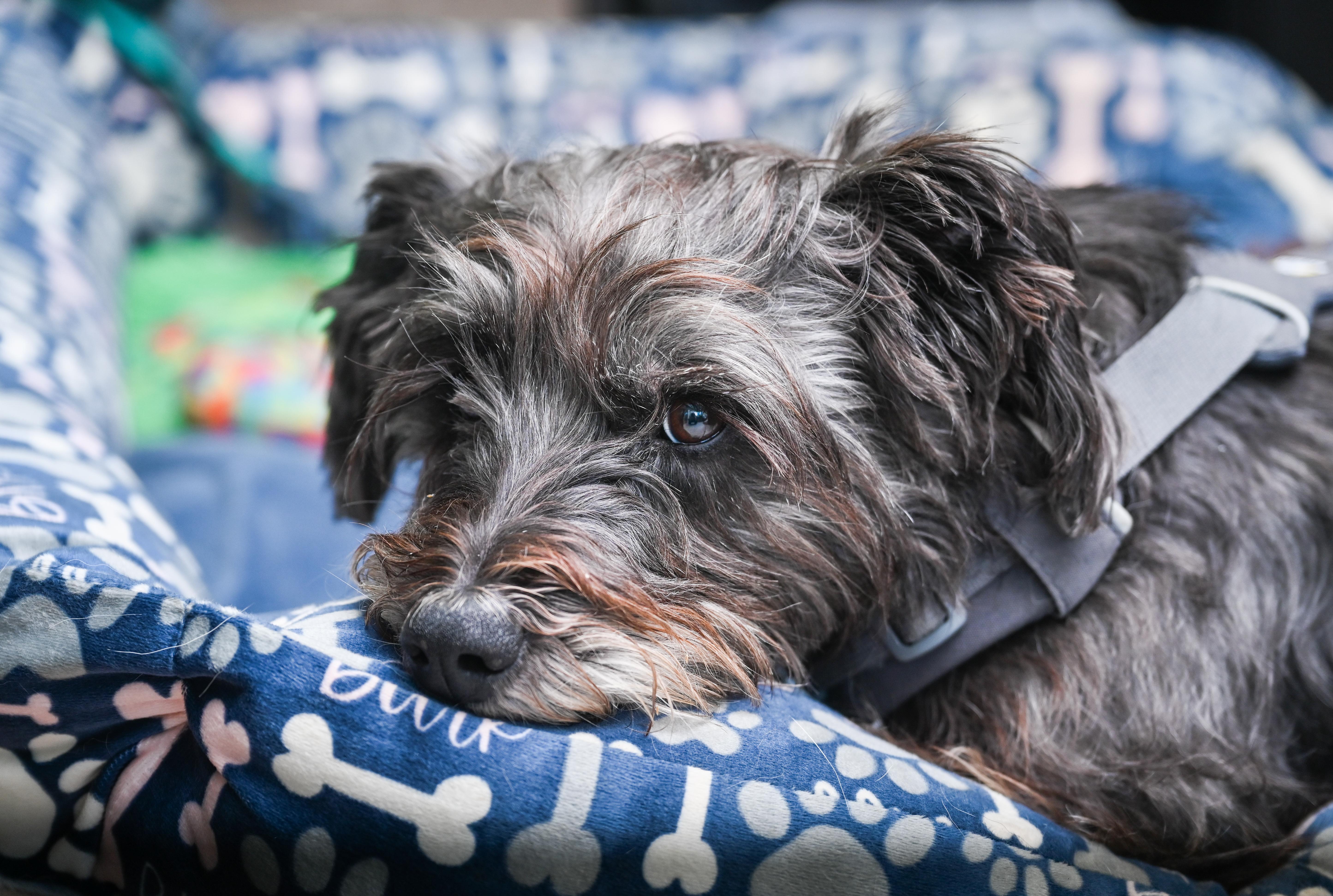 Enlarge Marley Poppins, an adoption pending mixed breed in Chattanooga, TN image 3/4