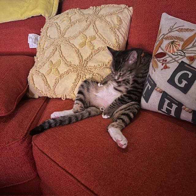 Tony the Tiger, Adopted, Young Male Domestic Short Hair.