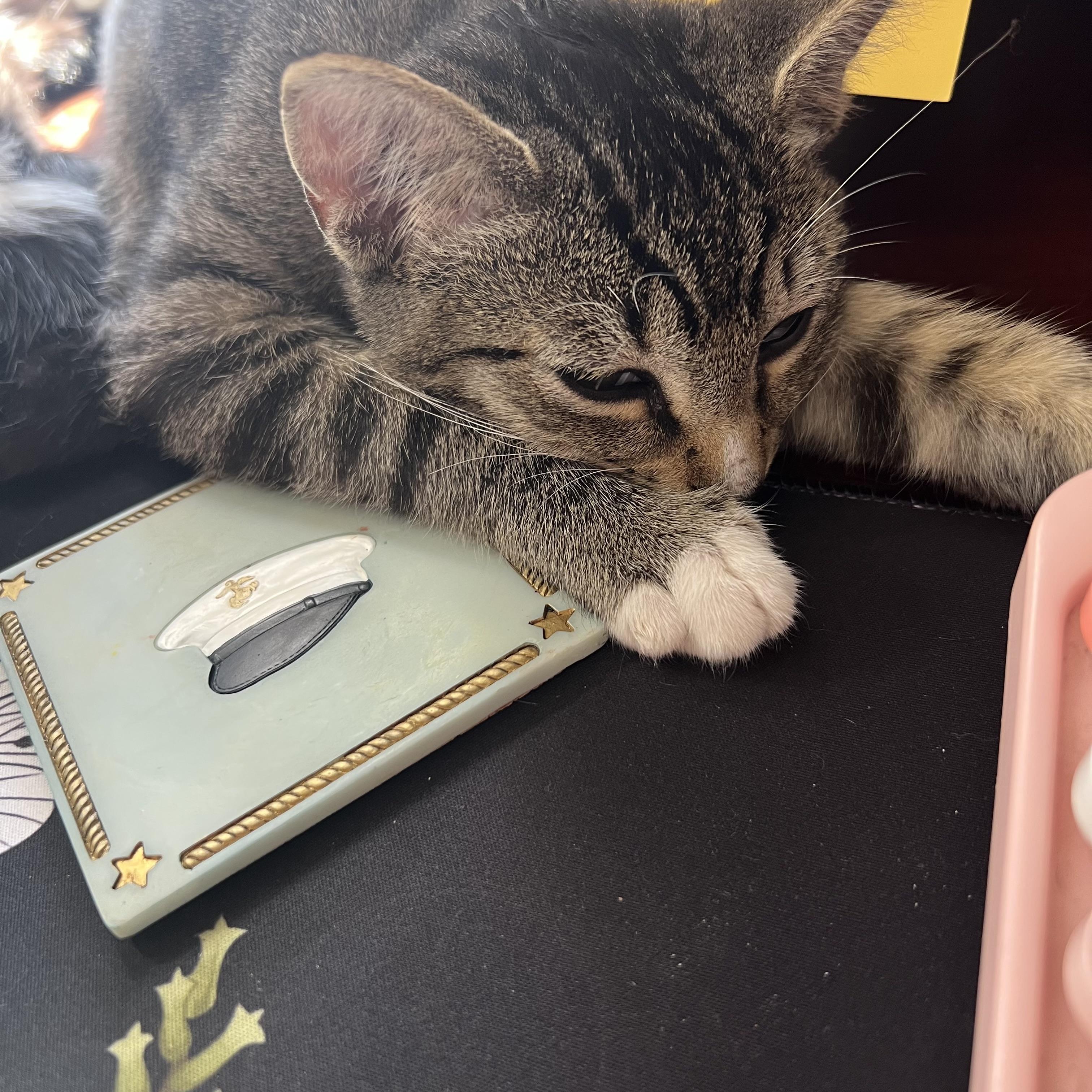 Enlarge Tony the Tiger, a Adopted mixed breed in Tracy, CA image 2/4