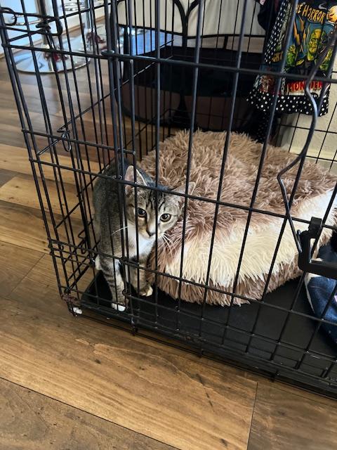 Enlarge Tony the Tiger, a Adopted mixed breed in Tracy, CA image 4/4