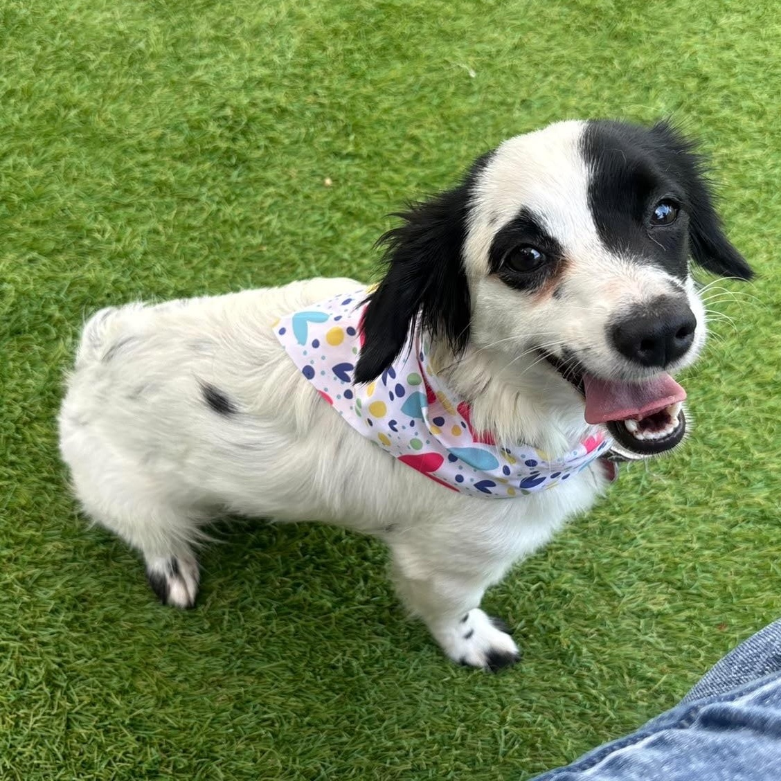 Riri, adopted, Young Female Chiweenie.