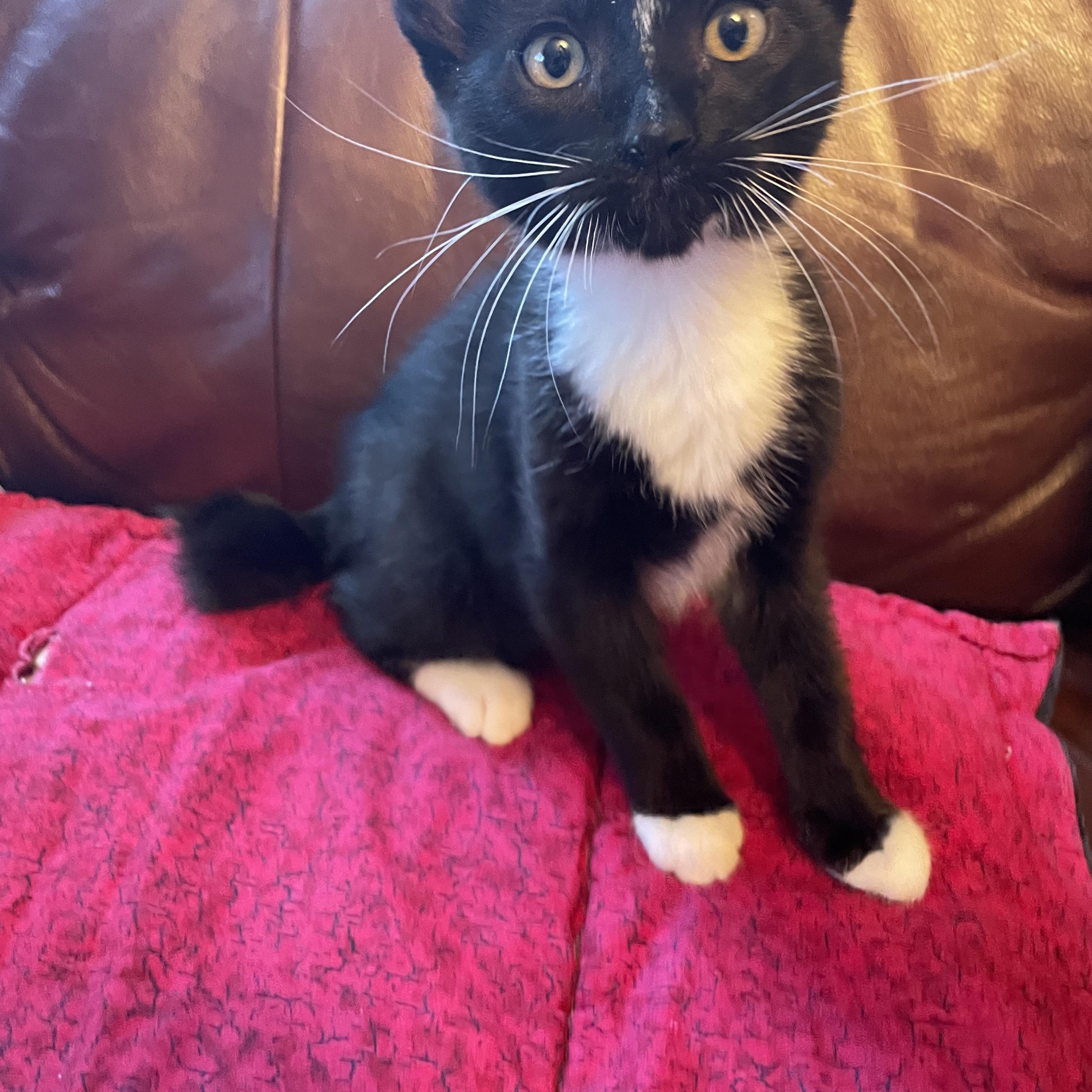 Manzano, a ADOPTABLE Domestic Short Hair in Salt Spring Island, BC image 2/3