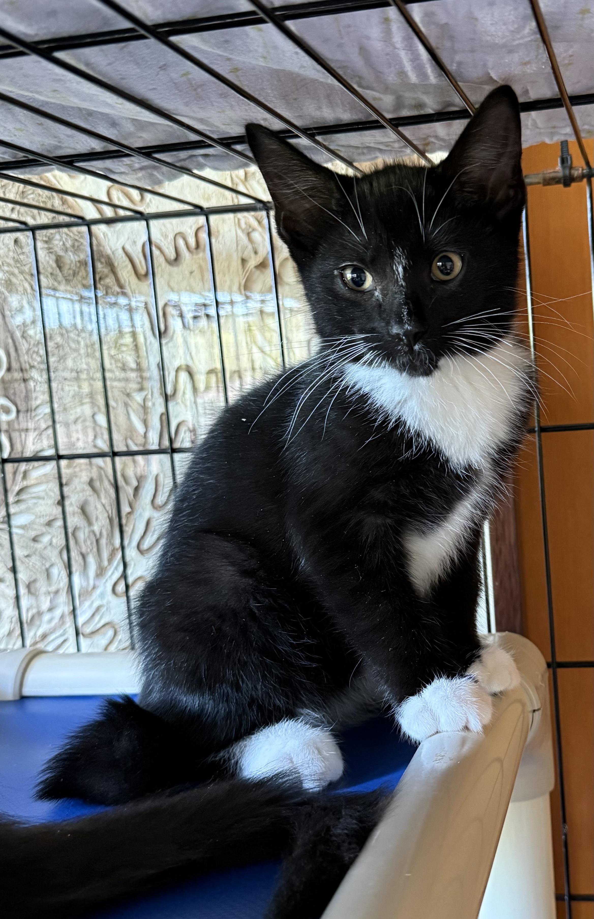 Manzano, ADOPTABLE, Kitten Male Domestic Short Hair.