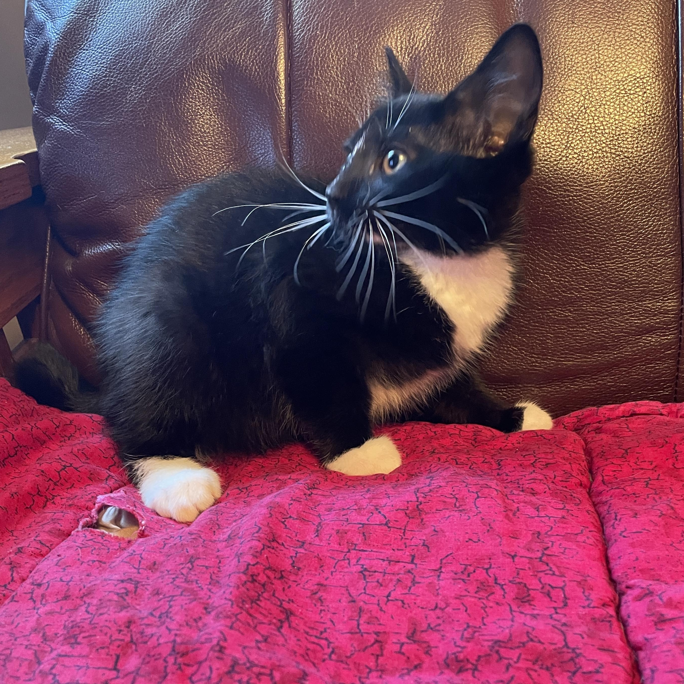 Manzano, a ADOPTABLE Domestic Short Hair in Salt Spring Island, BC image 3/3