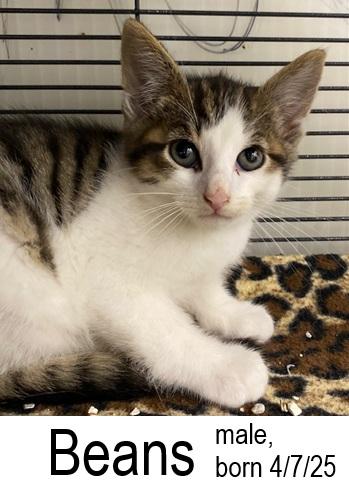 Beans, Adoptable, Young Male Domestic Short Hair.