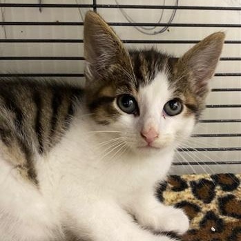Enlarge Beans, a Adoptable Domestic Short Hair in Ocean Isle Beach, NC image 2/2