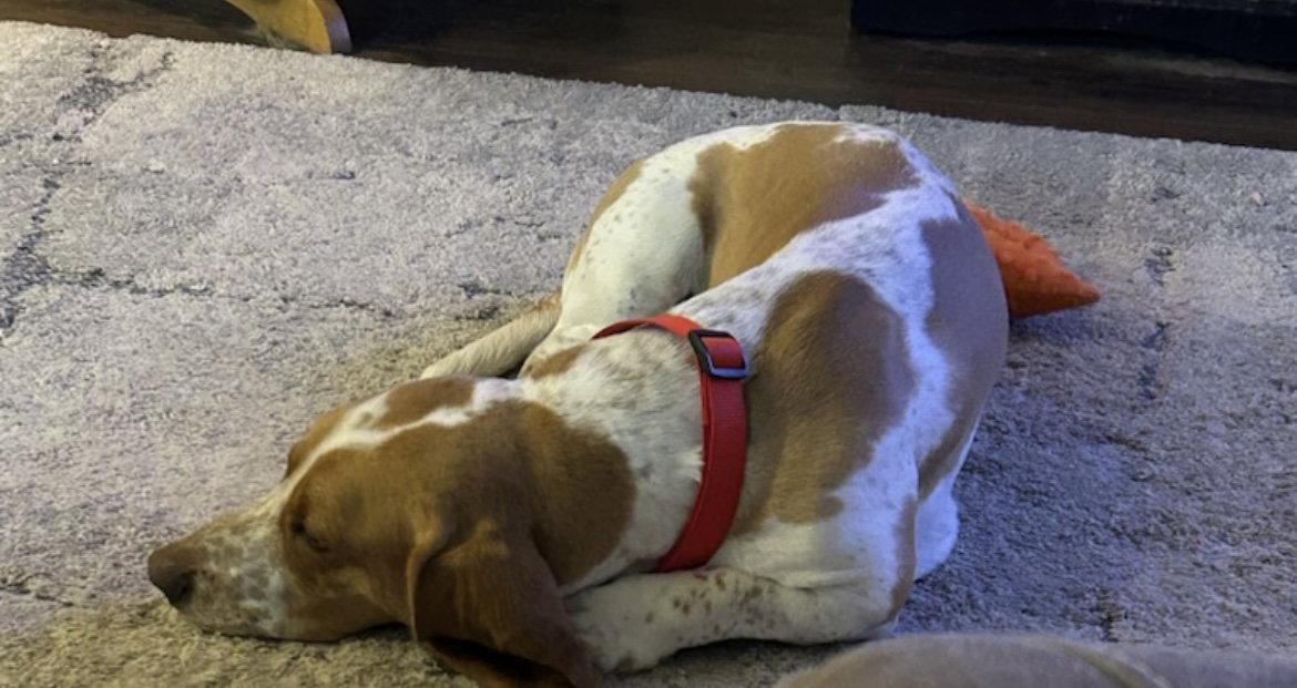 Enlarge Scotty, a Adopted Basset Hound in Carrollton, TX image 1/3