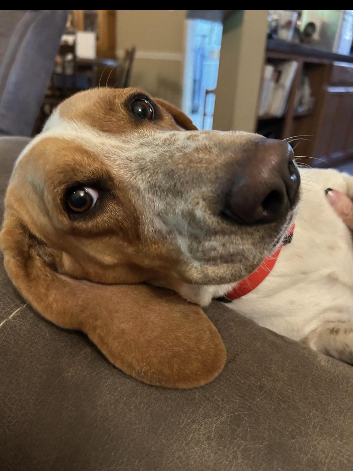 Enlarge Scotty, a Adopted Basset Hound in Carrollton, TX image 2/3