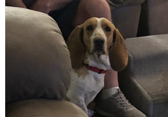 Enlarge Scotty, a Adopted Basset Hound in Carrollton, TX image 3/3