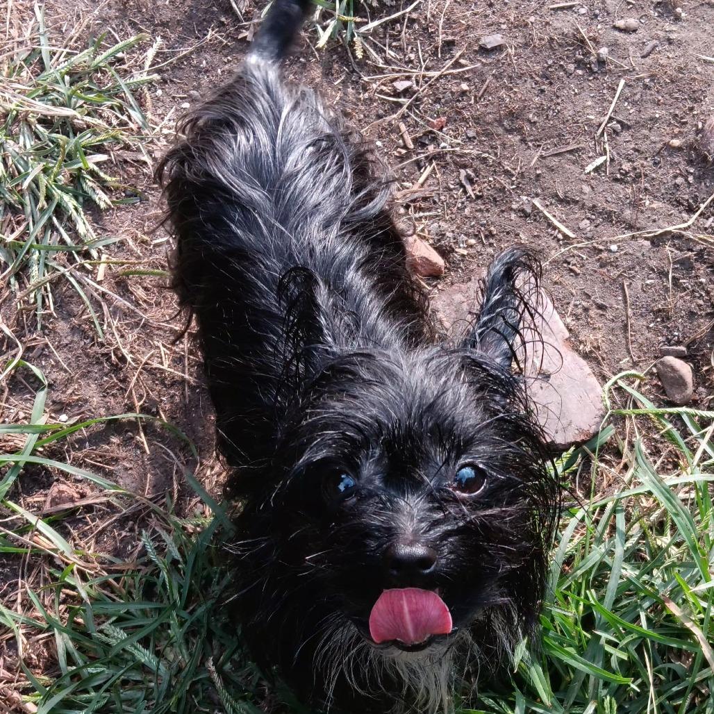 Abby, Adoptable, Adult Female Mixed Breed.