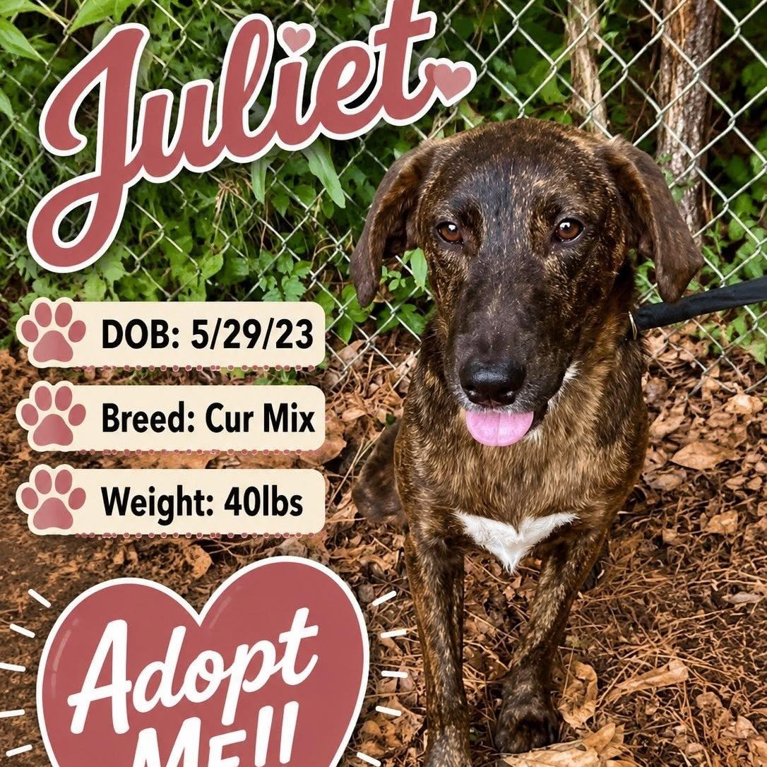 Enlarge Juliet, a Adoptable mixed breed in Winnfield, LA image 3/3