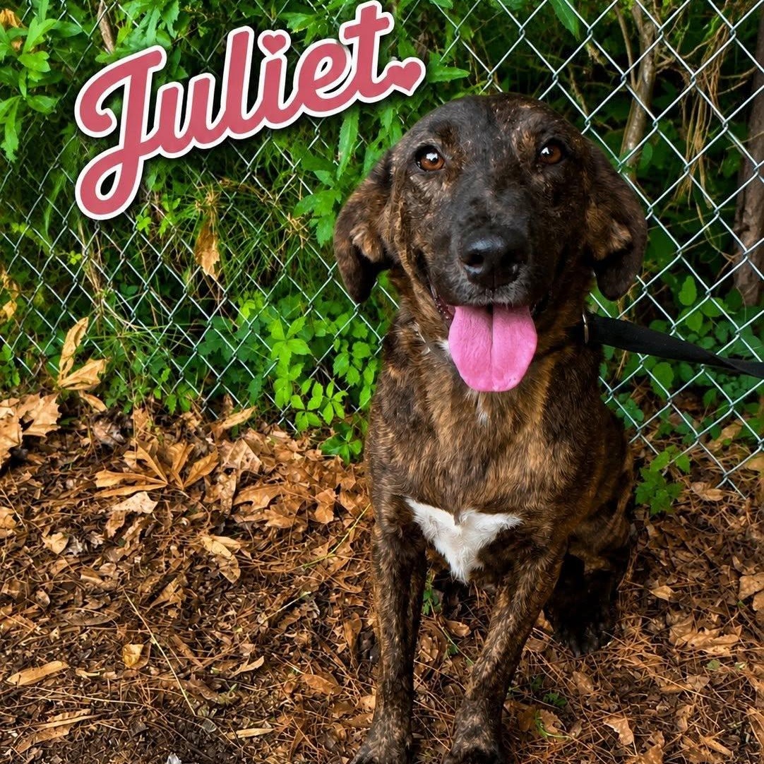 Juliet, Adoptable, Adult Female Catahoula Leopard Dog.