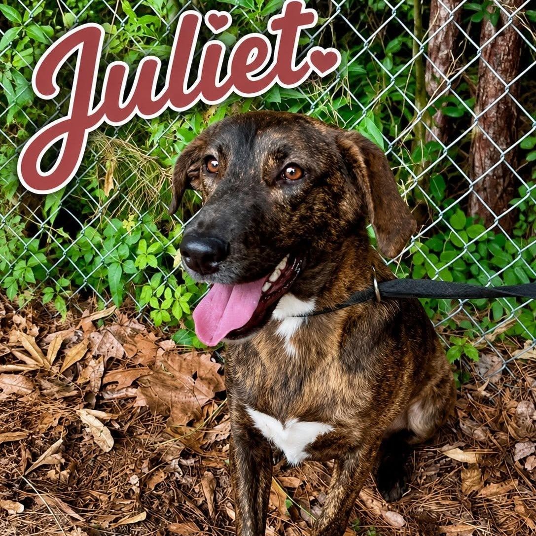 Enlarge Juliet, a Adoptable mixed breed in Winnfield, LA image 2/3