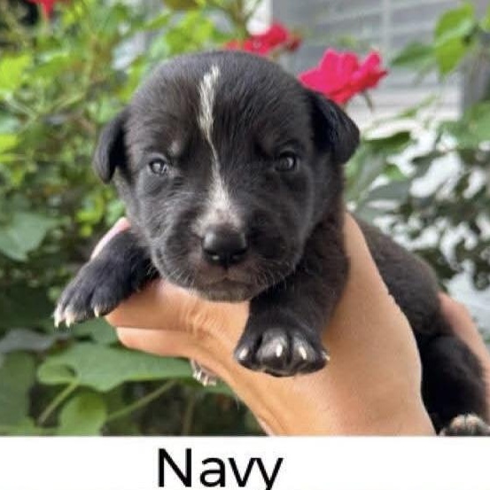 Enlarge Navy, a Adoptable mixed breed in Spring hill, TN image 3/3