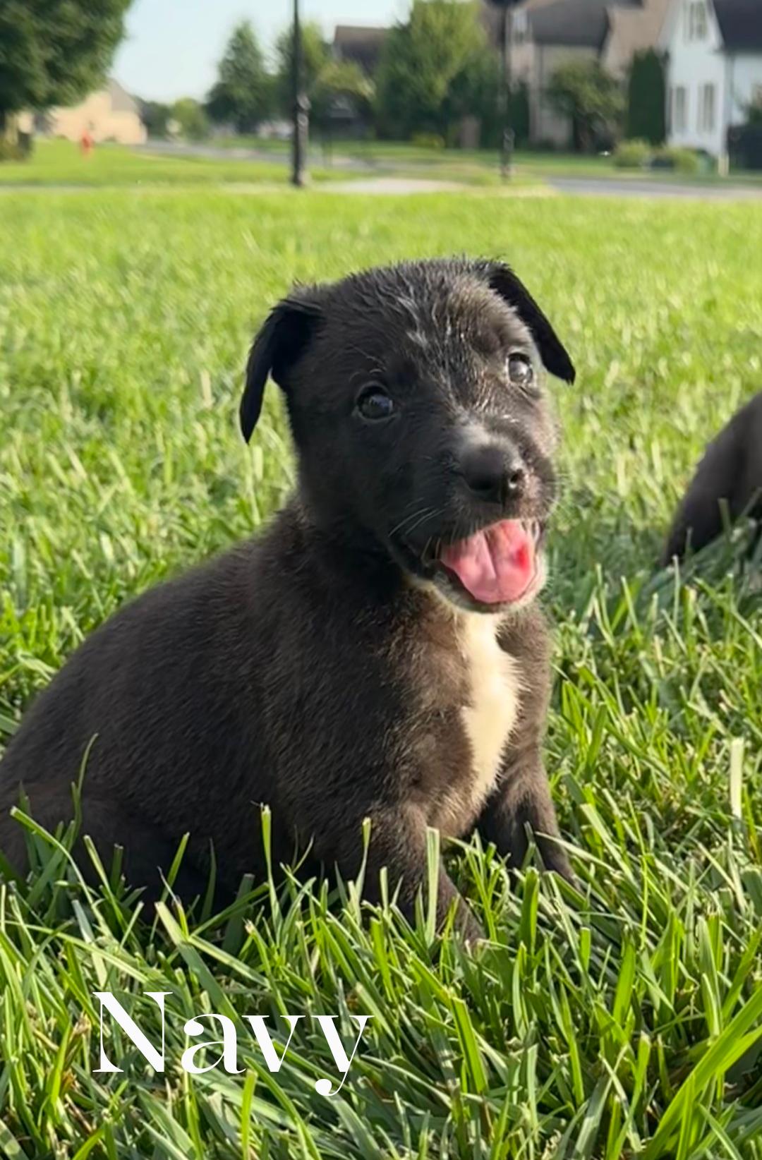Navy, Adoptable, Puppy Female German Shepherd Dog.