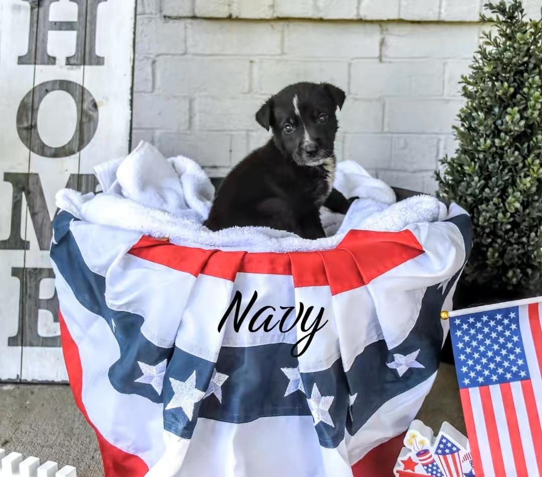 Enlarge Navy, a Adoptable mixed breed in Spring hill, TN image 2/3