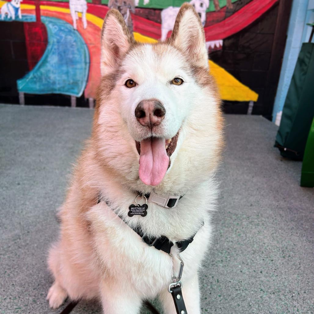Simba 14478, Adoptable, Senior Male Alaskan Malamute.