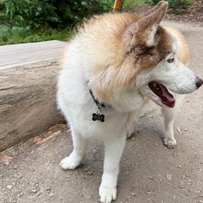 Enlarge Simba 14478, a Adoptable Alaskan Malamute in San Francisco, CA image 2/6
