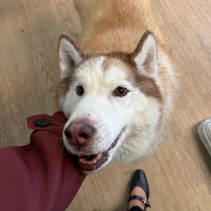 Enlarge Simba 14478, a Adoptable Alaskan Malamute in San Francisco, CA image 3/6