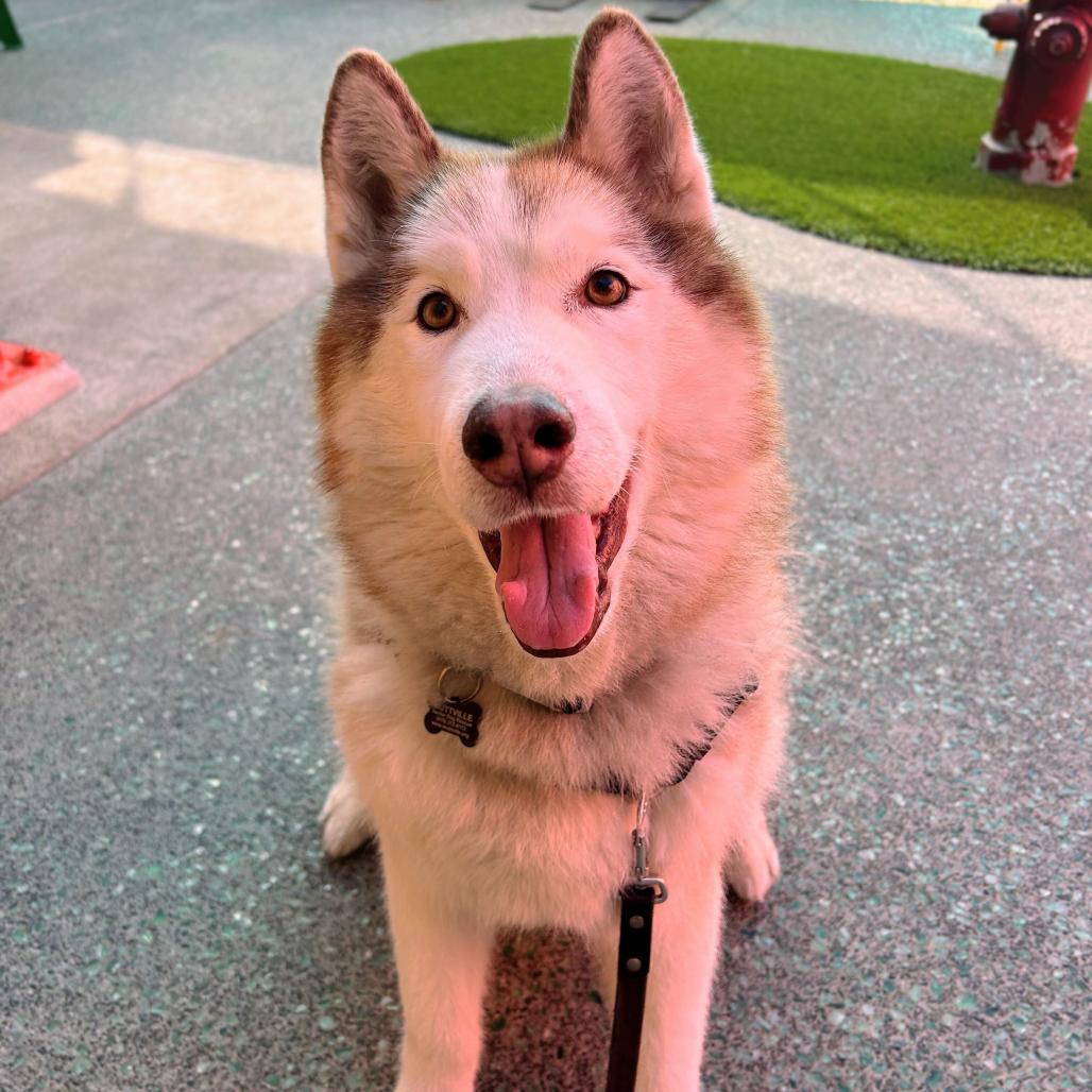 Enlarge Simba 14478, a Adoptable Alaskan Malamute in San Francisco, CA image 4/6