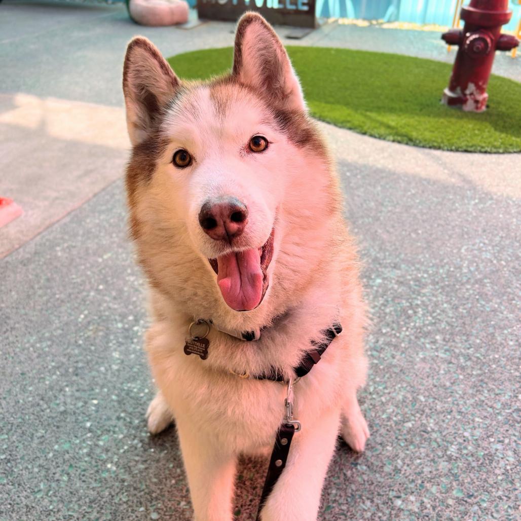 Enlarge Simba 14478, a Adoptable Alaskan Malamute in San Francisco, CA image 5/6