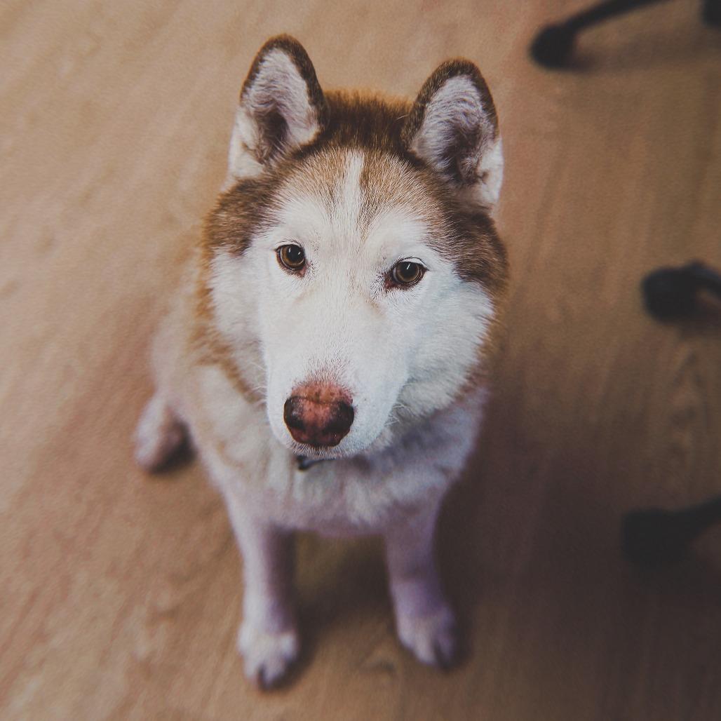 Enlarge Simba 14478, a Adoptable Alaskan Malamute in San Francisco, CA image 6/6