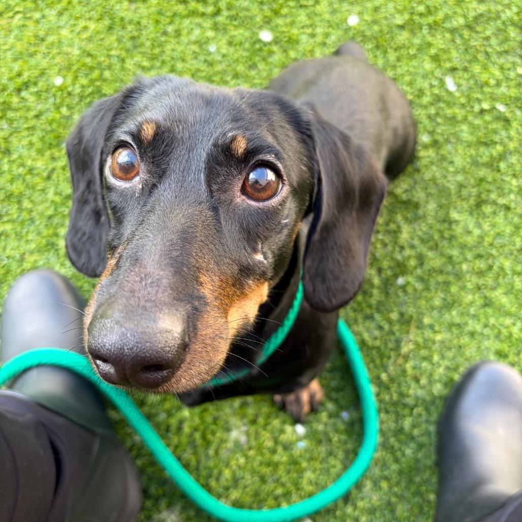 Mafias, Adoptable, Adult Male Dachshund.