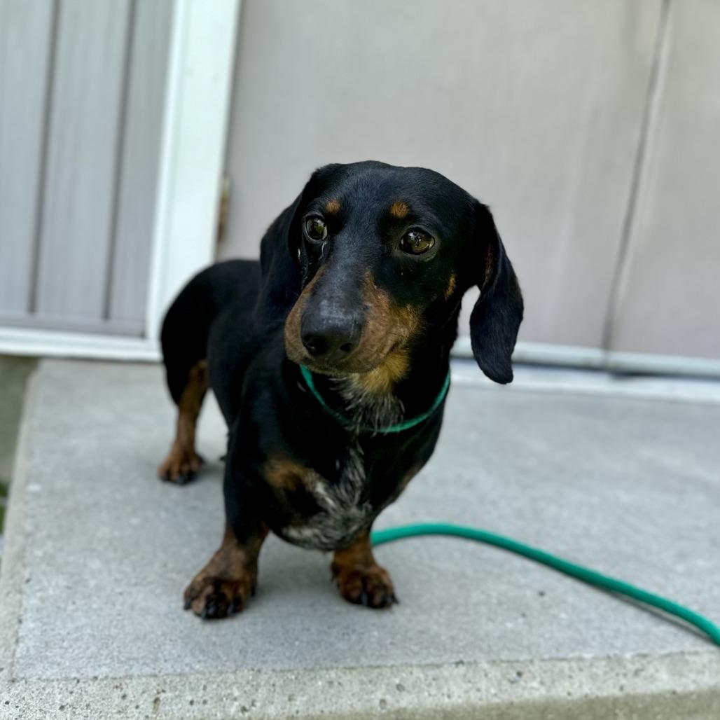 Mafias, a Adoptable Dachshund in Bedford, NH image 2/2