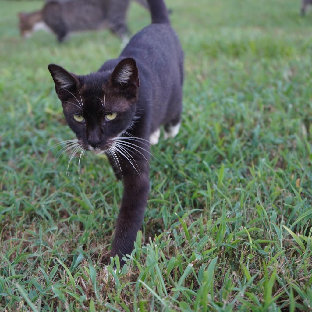 Vesta, Adoptable, Adult Female Domestic Short Hair.