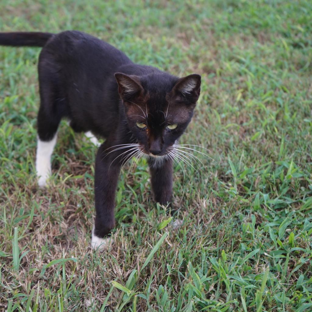 Enlarge Vesta, a Adoptable Domestic Short Hair in Nashville, GA image 2/2