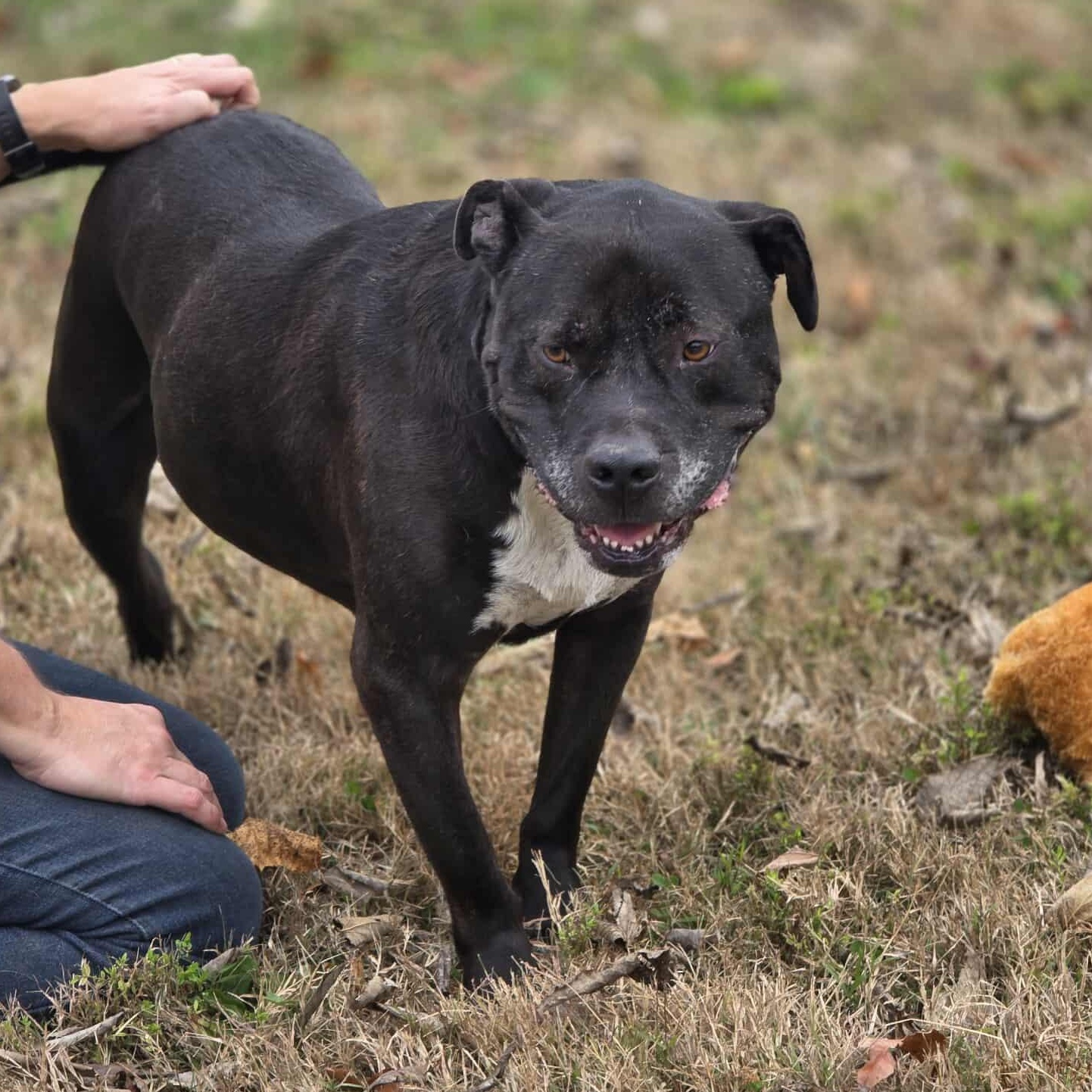 Enlarge Scott, a Adoptable mixed breed in Harrodsburg, KY image 2/6