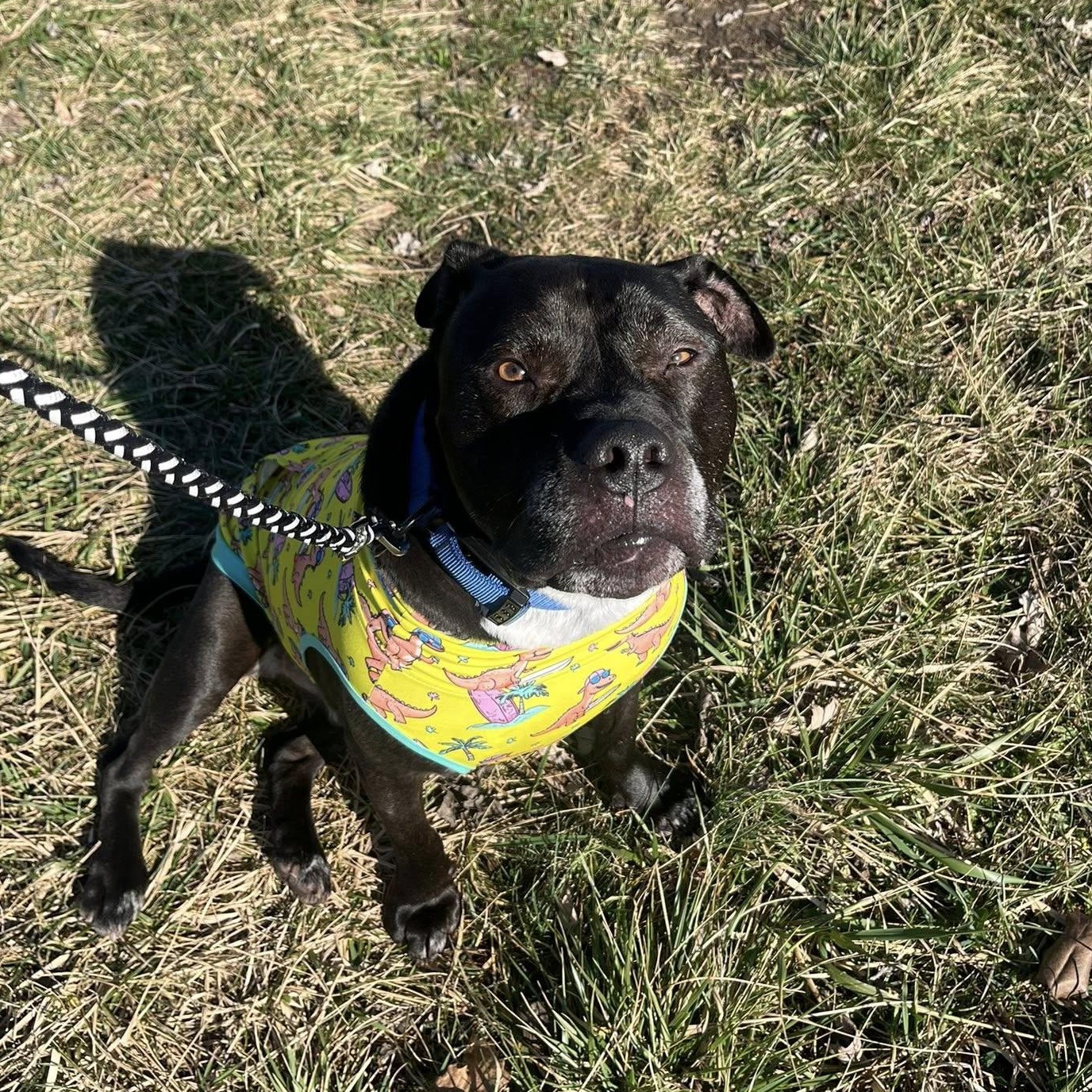 Enlarge Scott, a Adoptable mixed breed in Harrodsburg, KY image 3/6