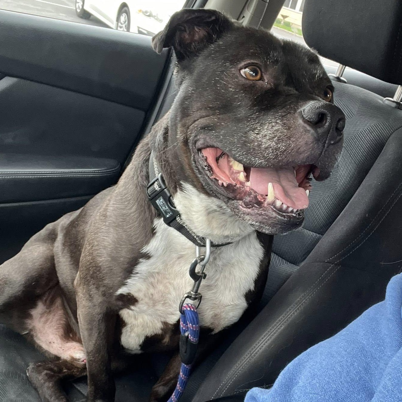 Scott, Adoptable, Adult Male Pit Bull Terrier.