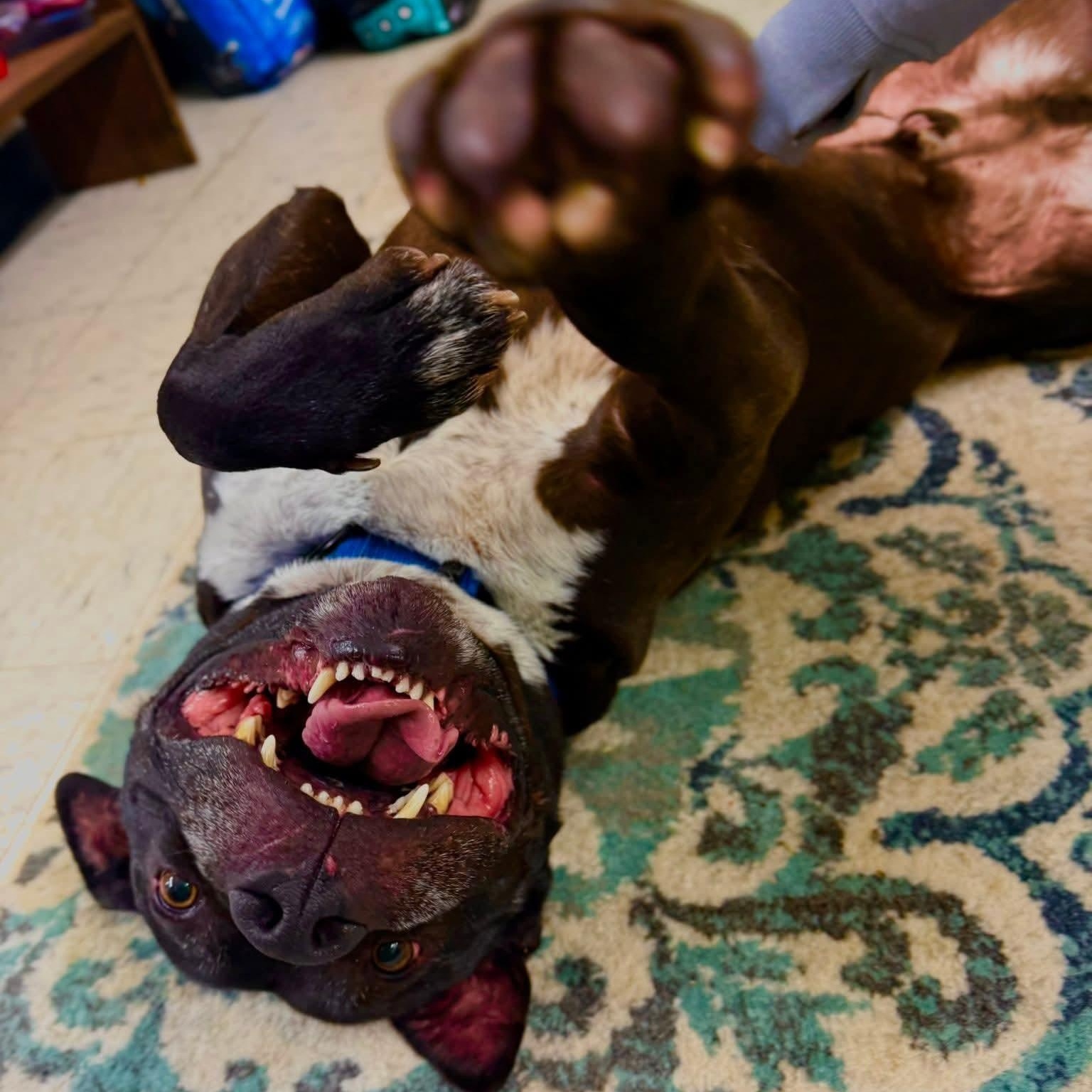 Enlarge Scott, a Adoptable mixed breed in Harrodsburg, KY image 6/6