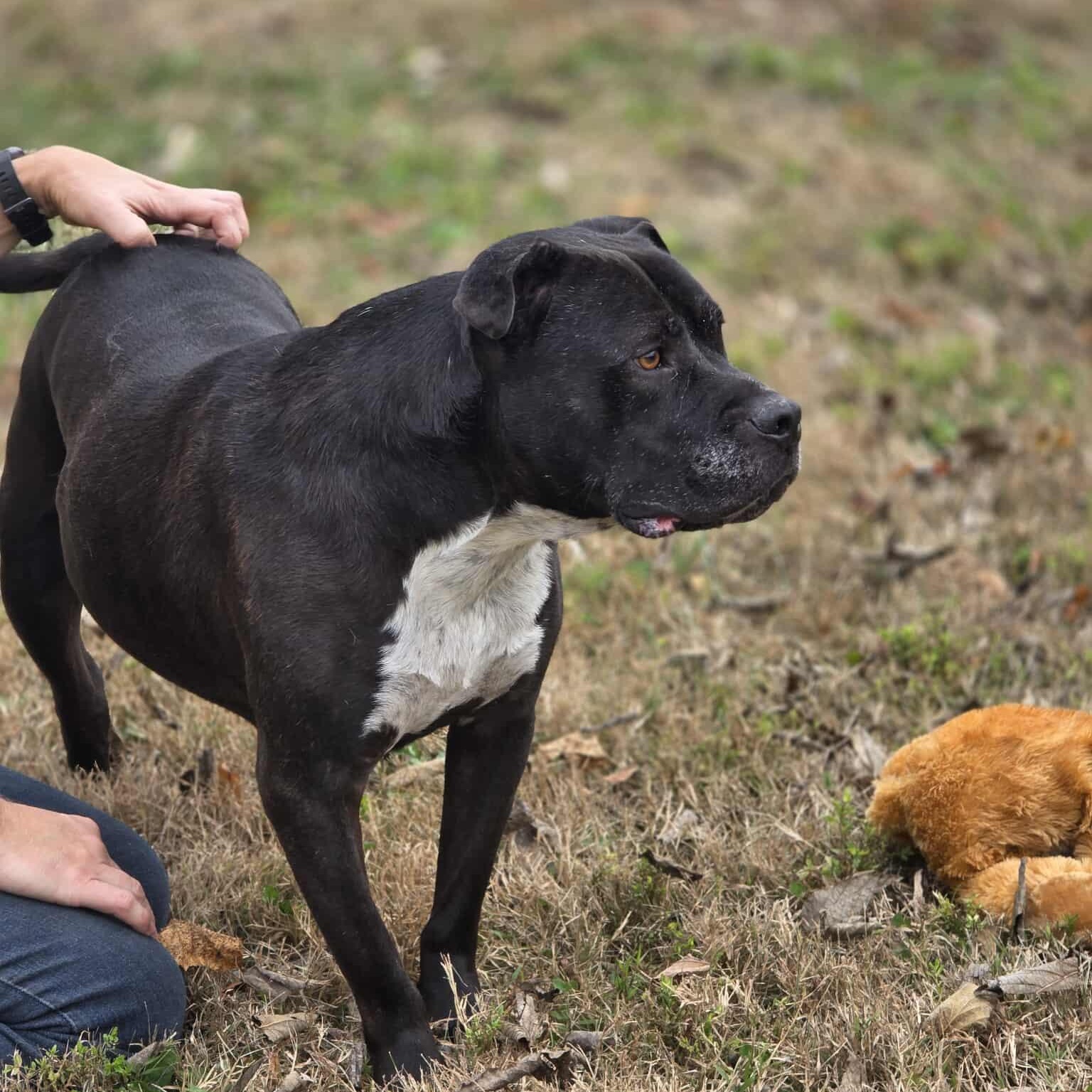 Enlarge Scott, a Adoptable mixed breed in Harrodsburg, KY image 3/6