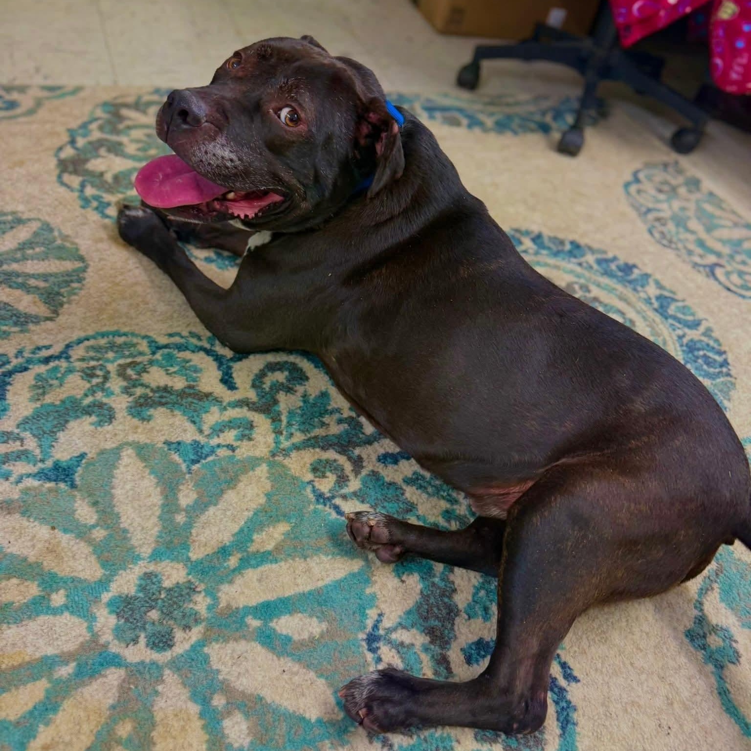 Enlarge Scott, a Adoptable mixed breed in Harrodsburg, KY image 1/6